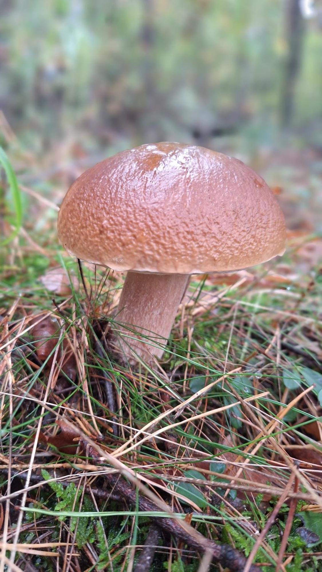 Dom Wakacyjny Kuszewo Czaplinek Bagian luar foto